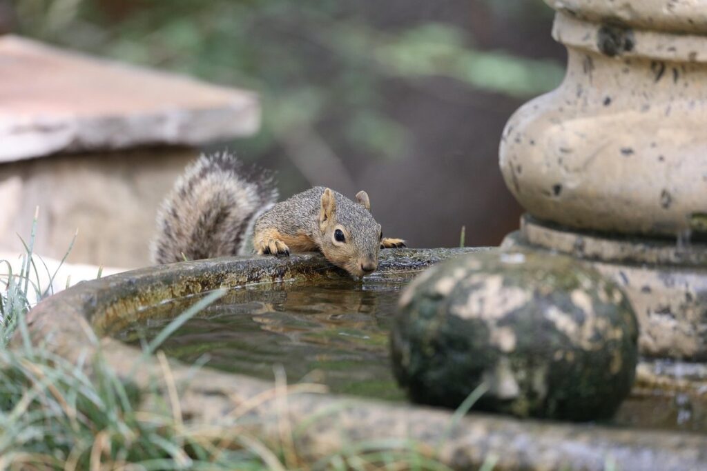 cat fountain drinking
