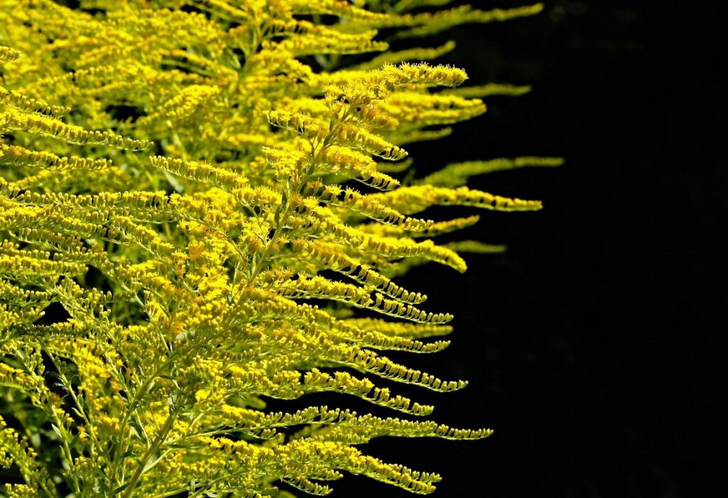 indoor plants safe for cats