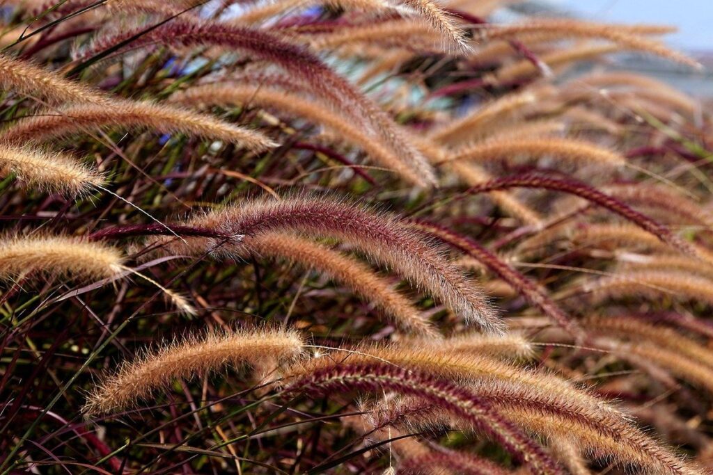cat friendly plants outdoor