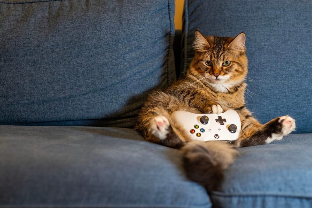cats and video games