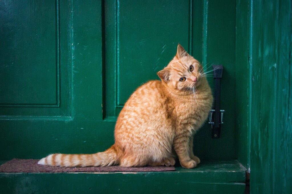 cat gate for doorway