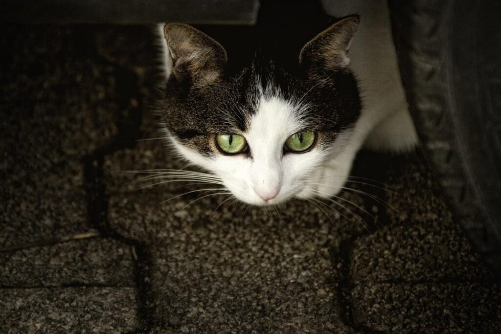 cat not eating or drinking and hiding