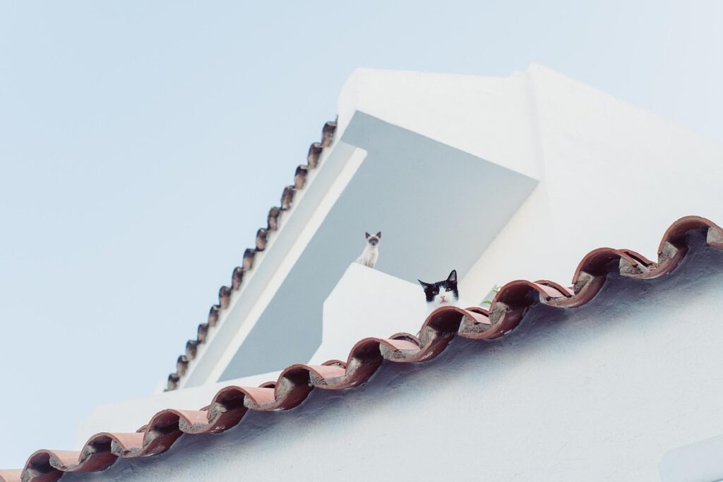 cat hisses at other cat