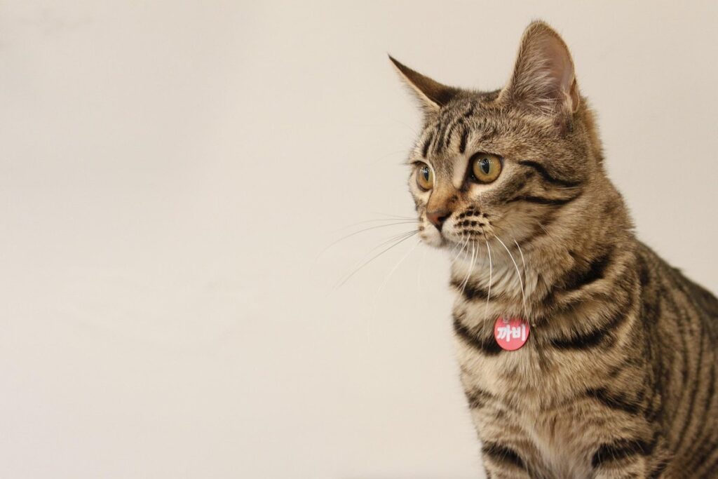 cutest cat in the world