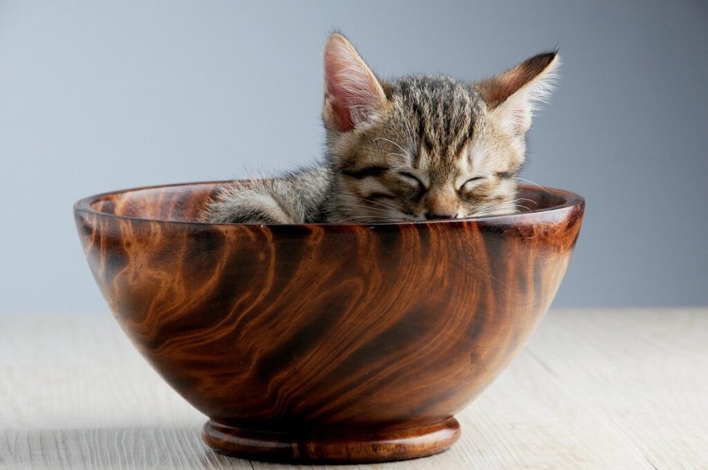 cat food in a bowl