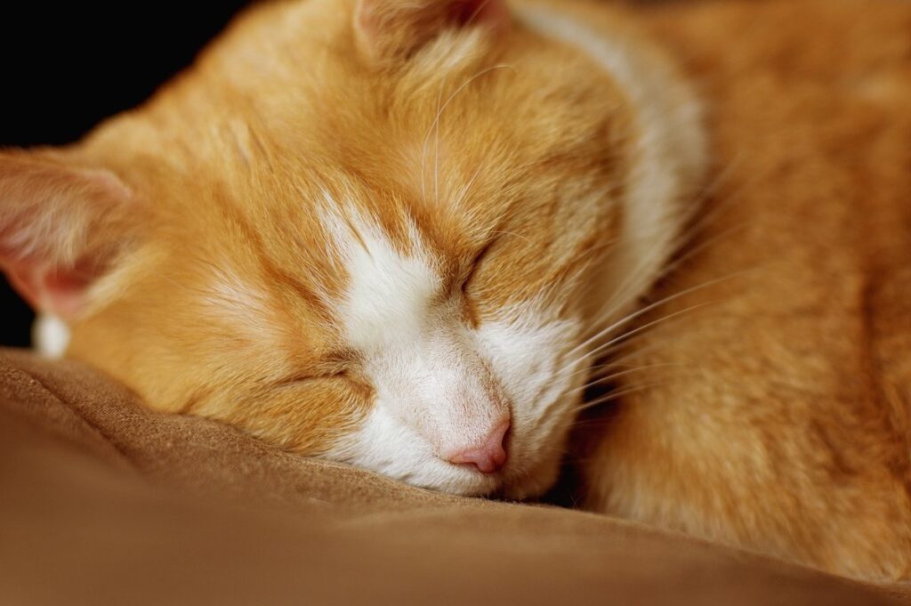 cat in studio apartment