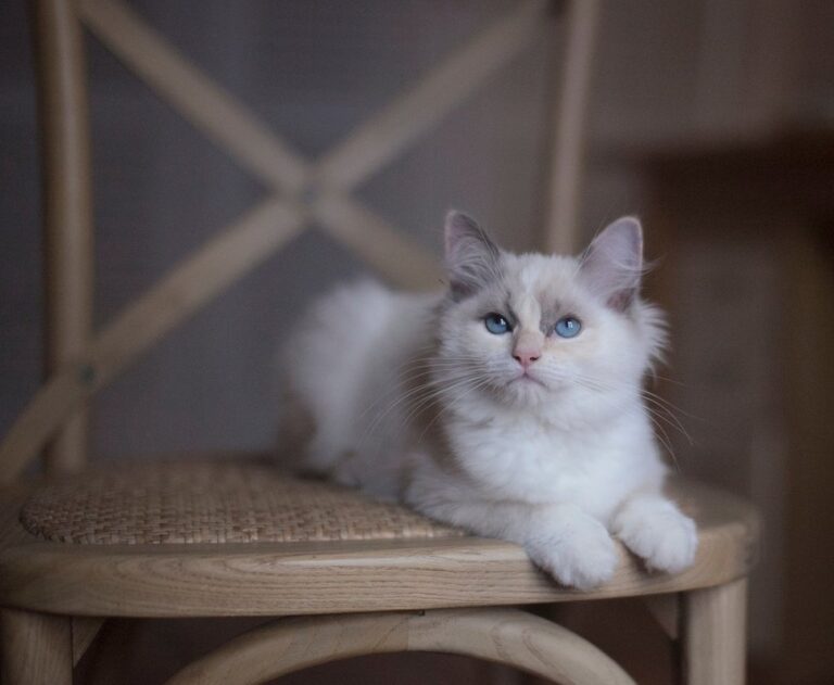 cat inside the house