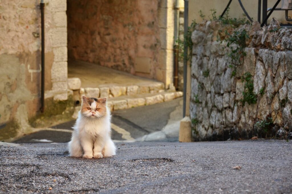 cat is grumpy