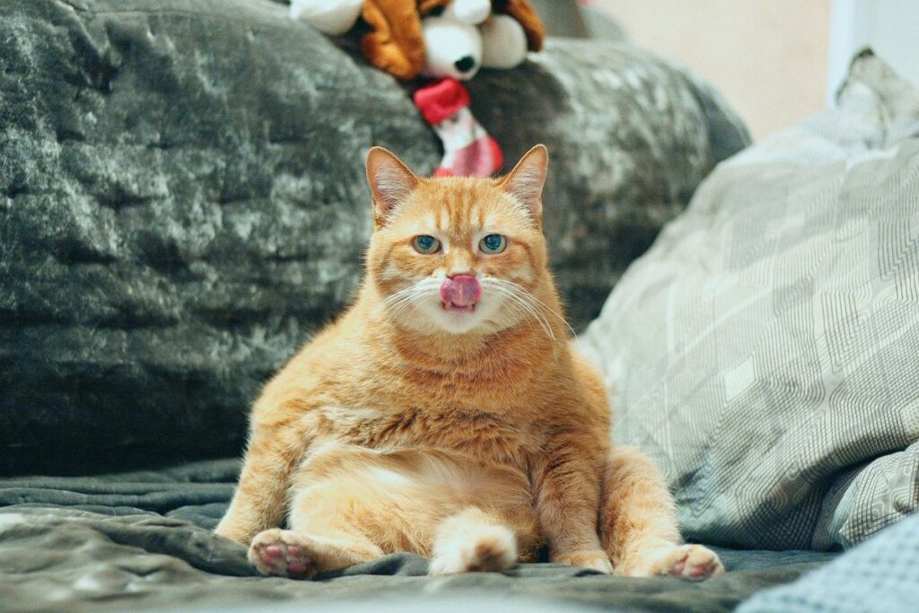 funny jokes about cats