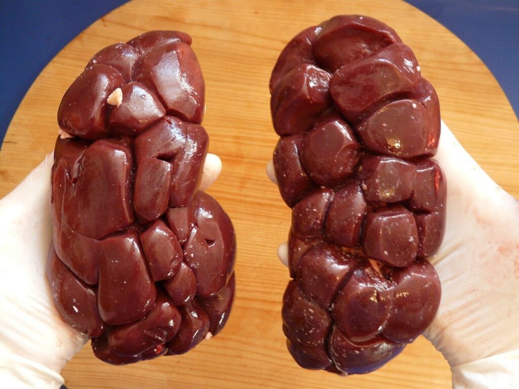 kidney damage in cats
