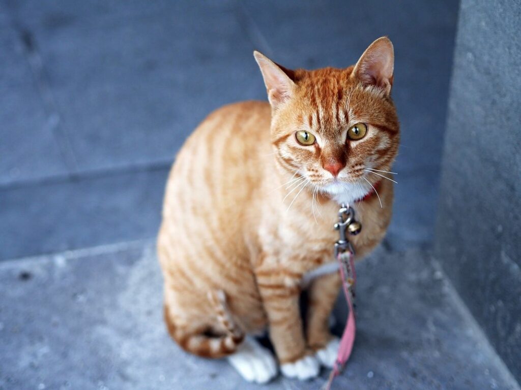 how to leash train a cat