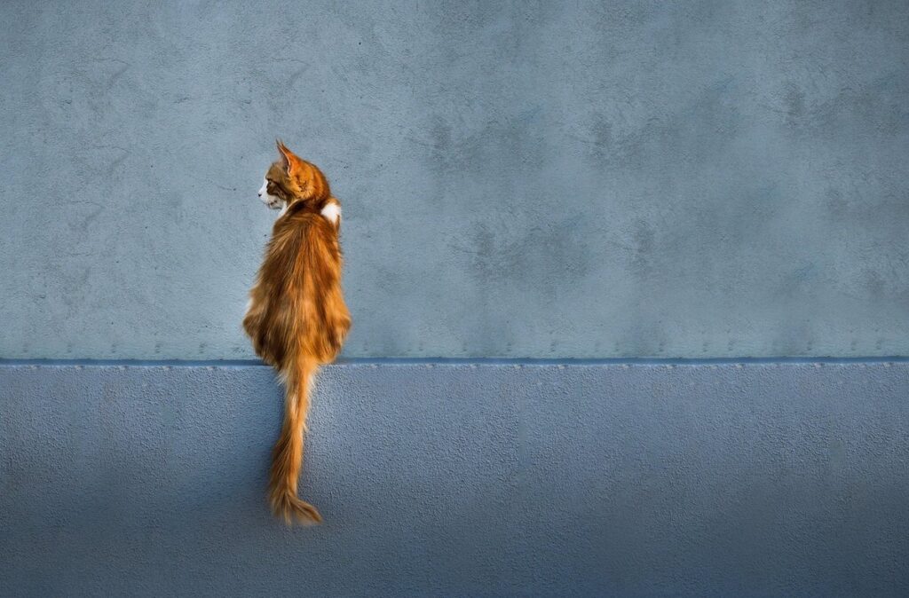 cat ledges for walls