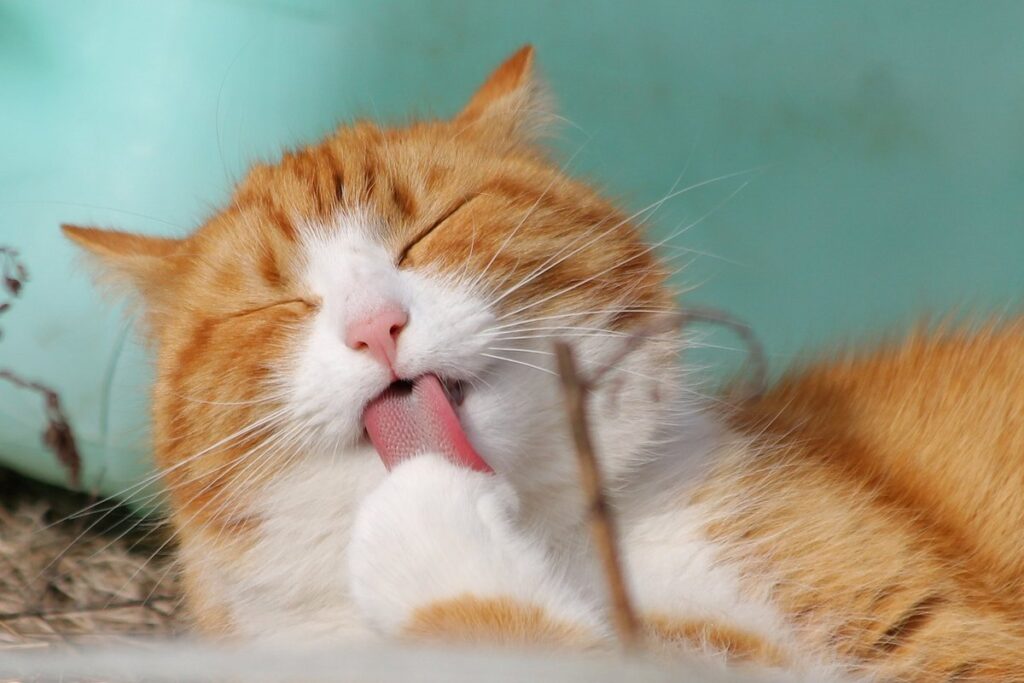 why does my cat constantly lick me
