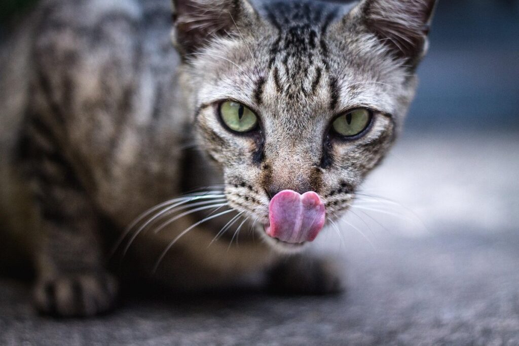 why does my cat lick my face