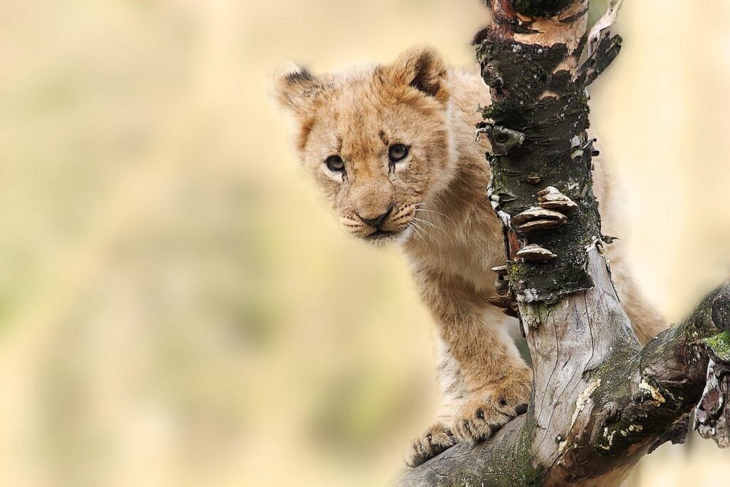 cat lion mix