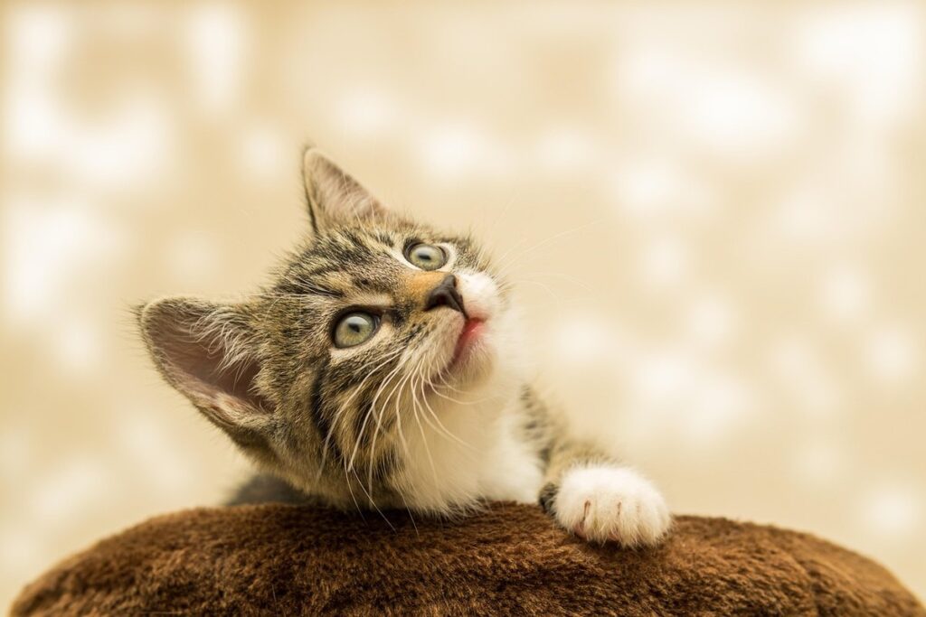 cat litter for small spaces