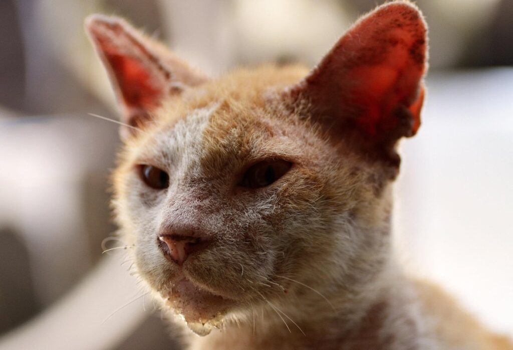 sick from cat litter box risks