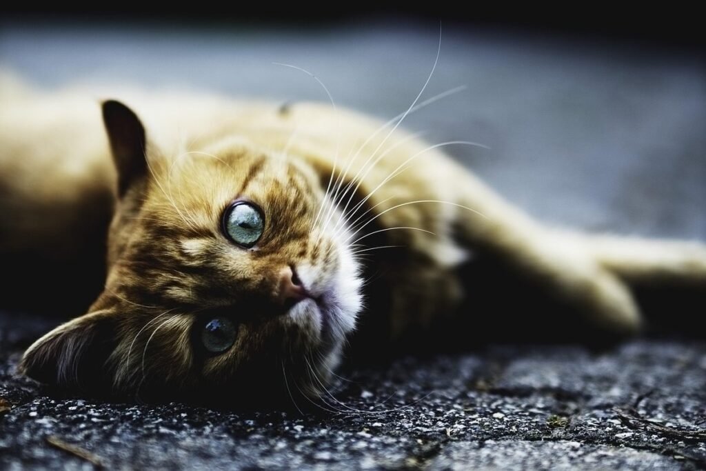 cat lying on back