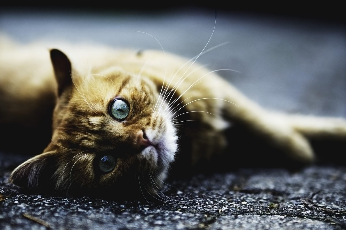 Why Cats Lie on Their Backs: Science and Safety - Complete Cat Guide