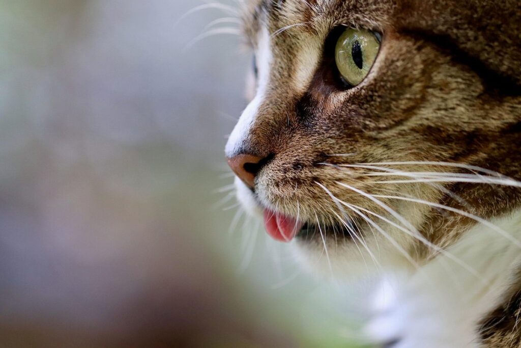 cat memorial ideas