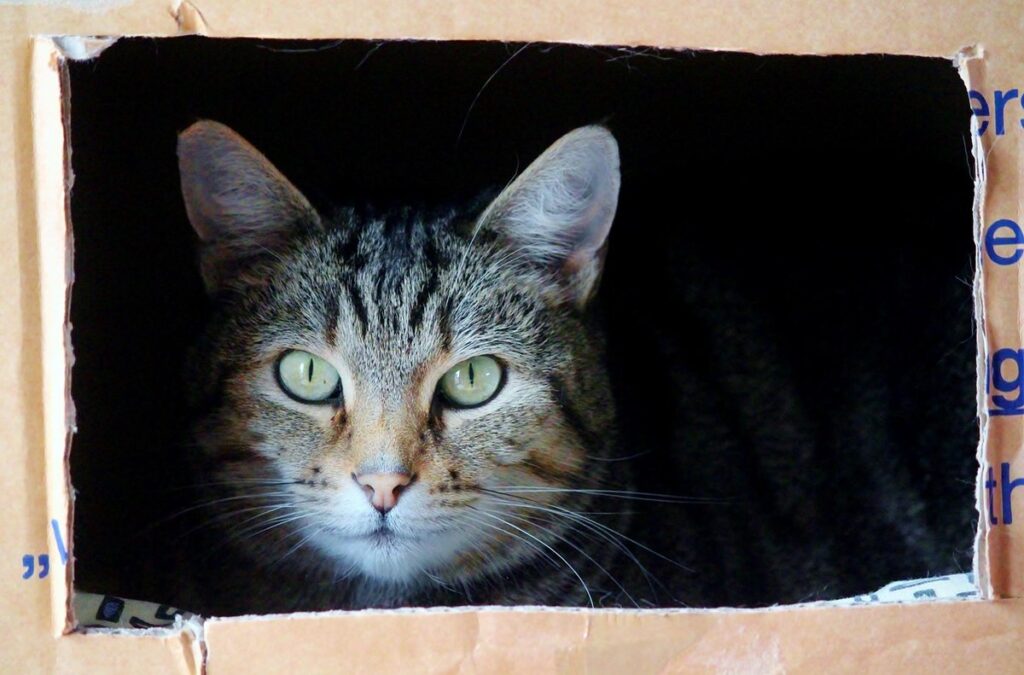 cat moving