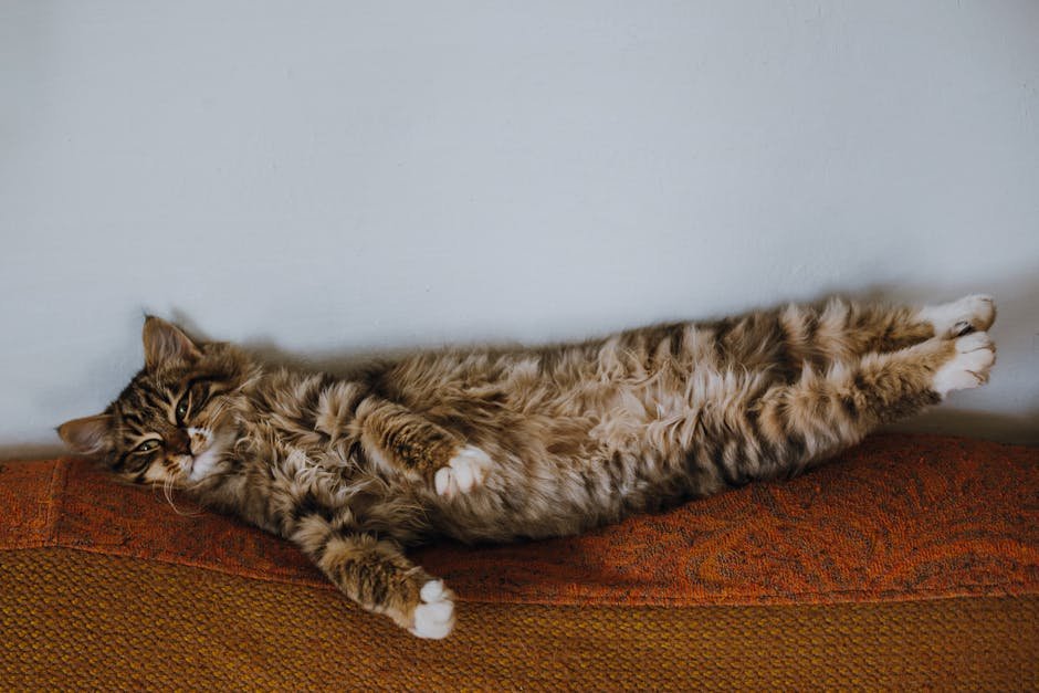 Cat no longer sleeps or alternatively: cat sleeping issues