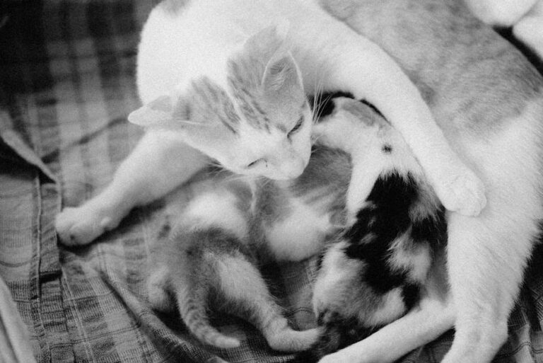 cat not using litter box