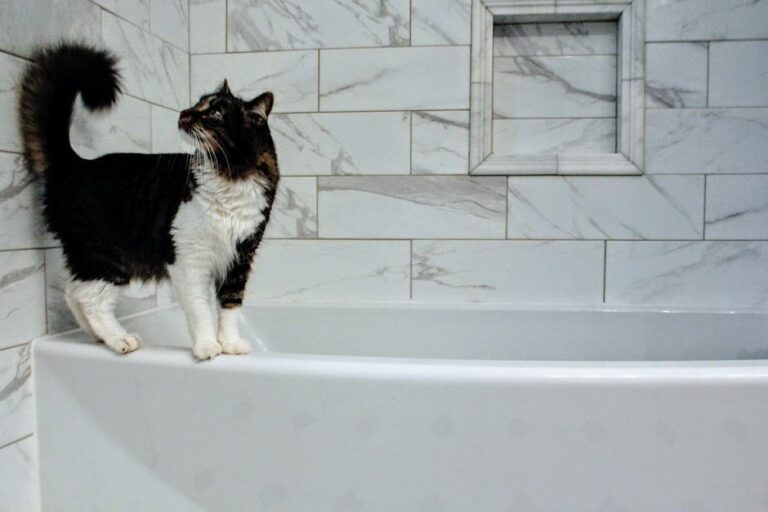 cat peeing in bathtub