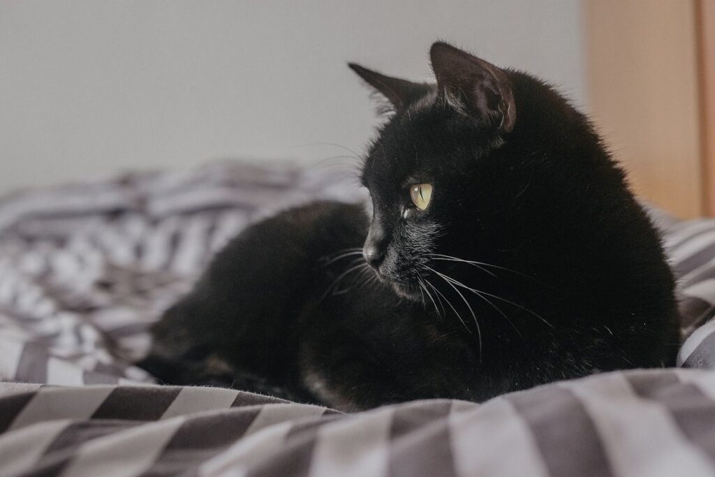 cat peeing on bed randomly