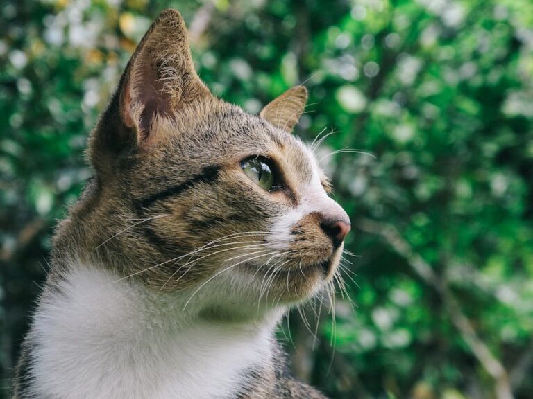 cat peeing vs spraying