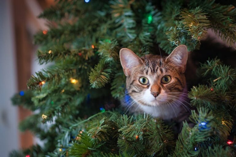 cat proof christmas tree