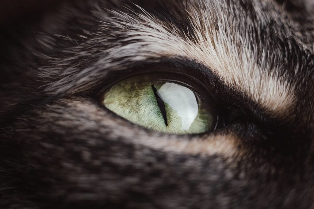 cat pupil meanings