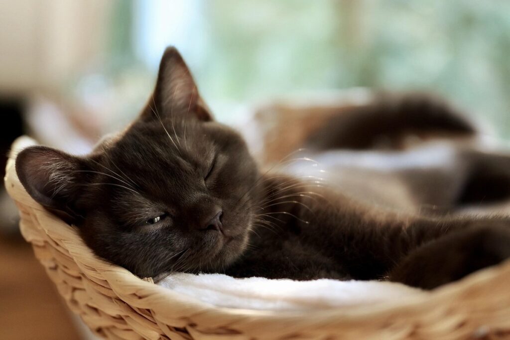 what does it mean when a cat purrs
