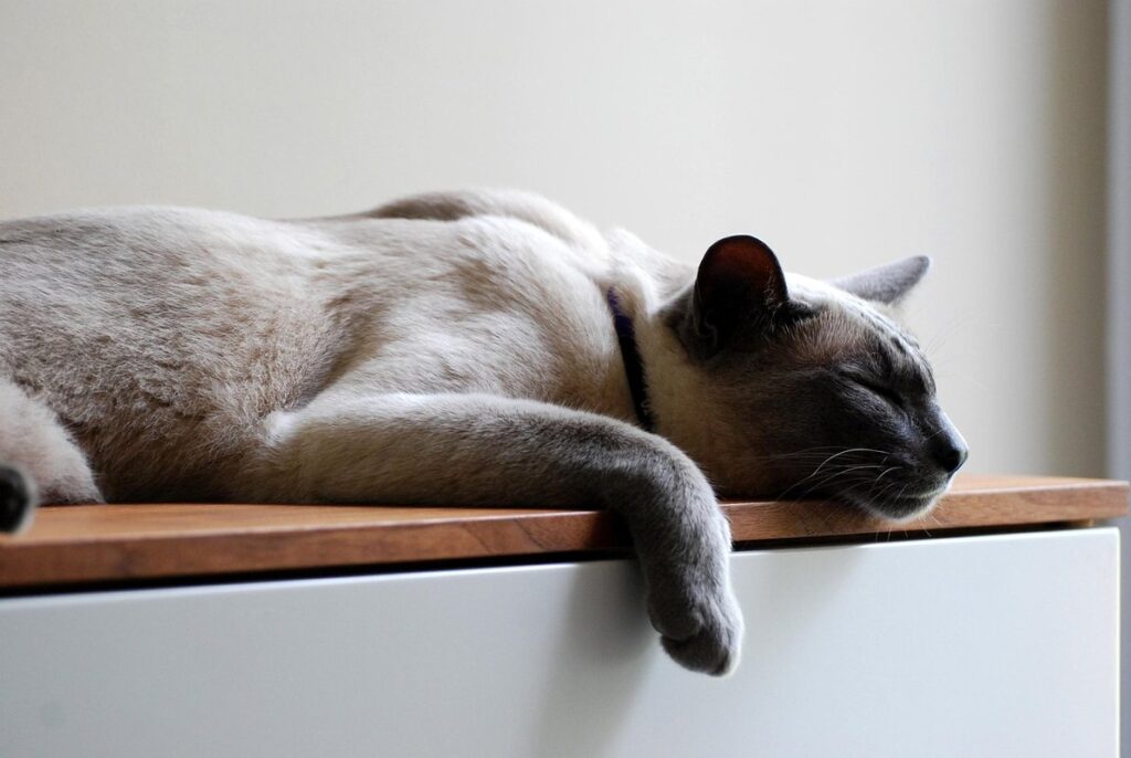 cat gastroenteritis recovery time