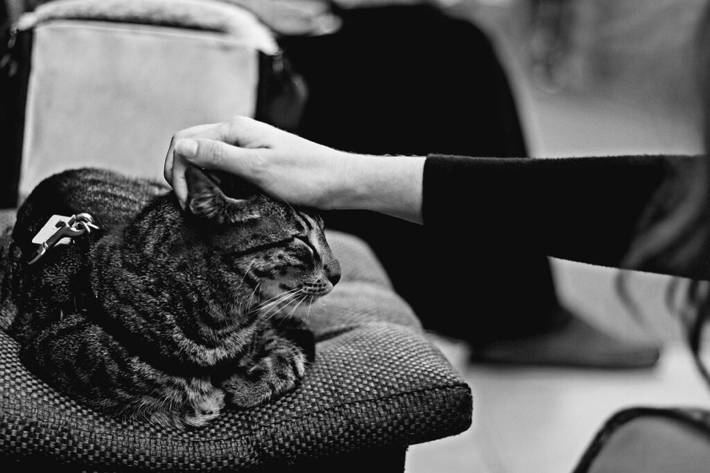why cats rub against you