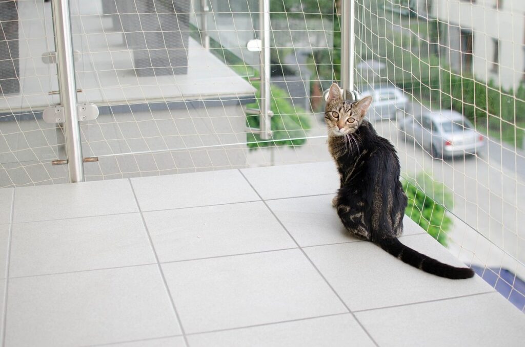 plants that are safe for cats