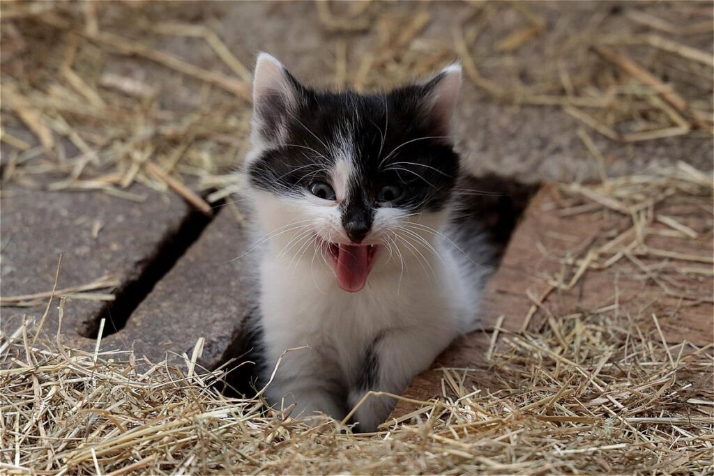 scared cat behavior signs