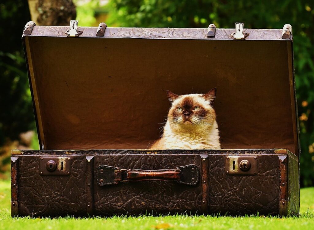 how to keep cats from scratching leather furniture
