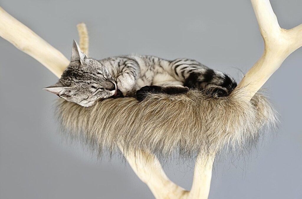 do cats need scratching posts