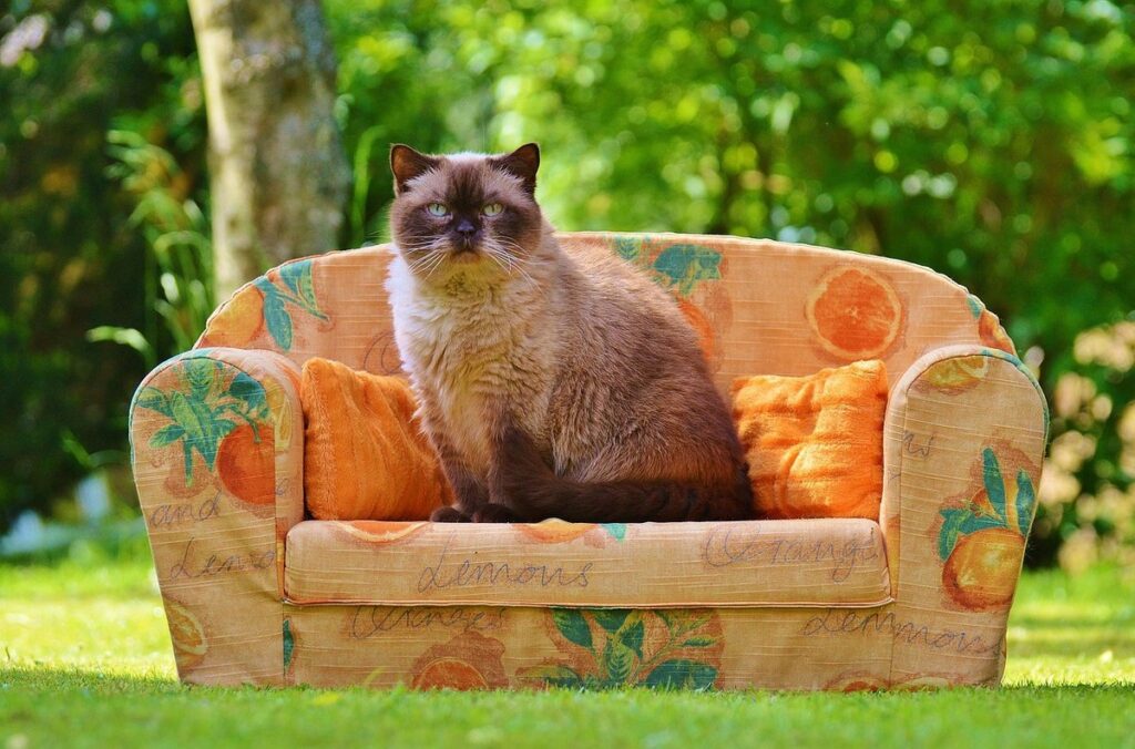 how to stop cats scratching the sofa