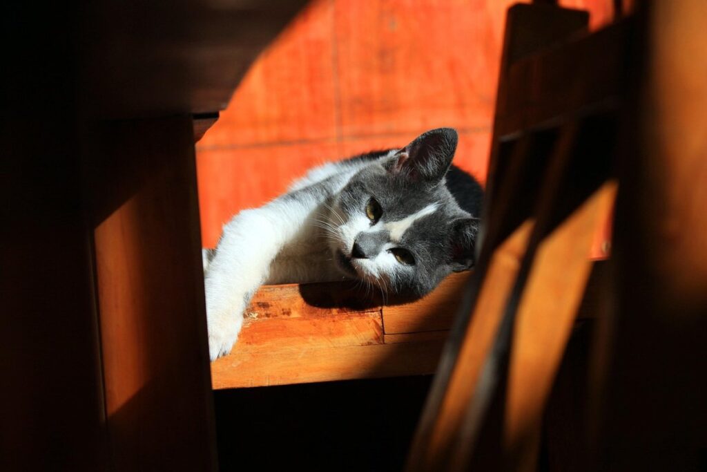cat scratching surfaces