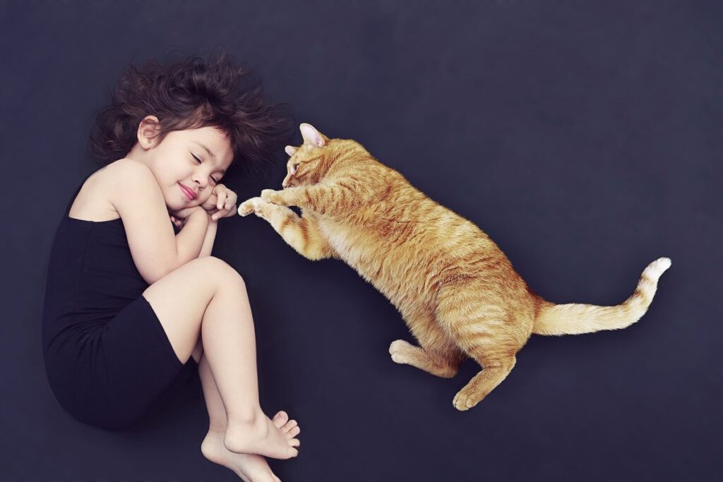 what to look for in a cat sitter