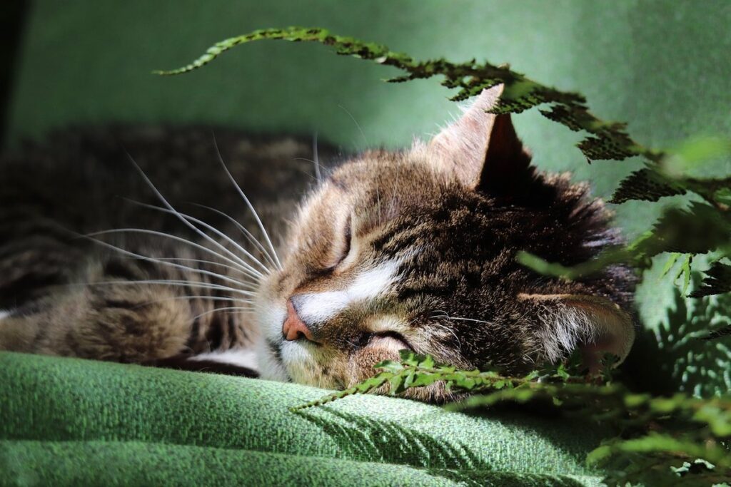 why does my cat purr while sleeping