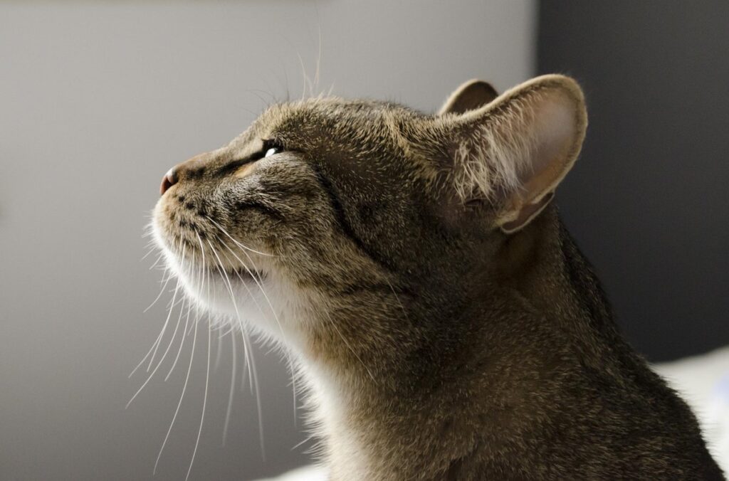 cat smell sense