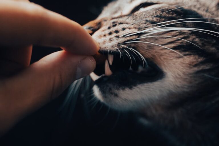 cat snake bite symptoms