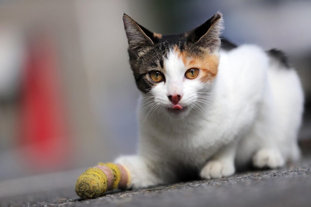 cat nose bleed from sneezing