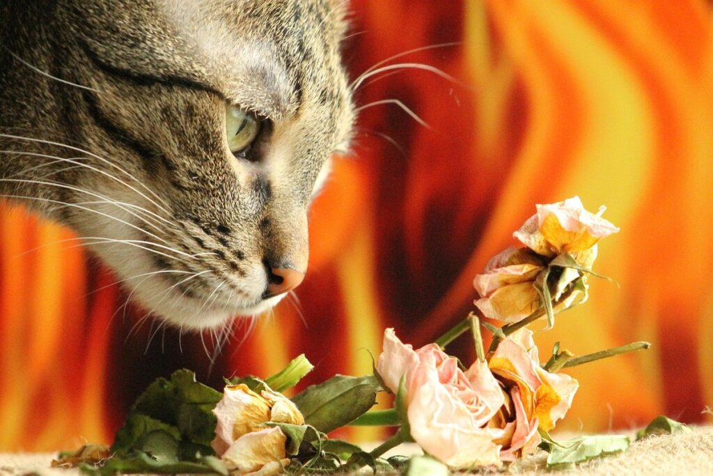 how to get rid of cat spray smell