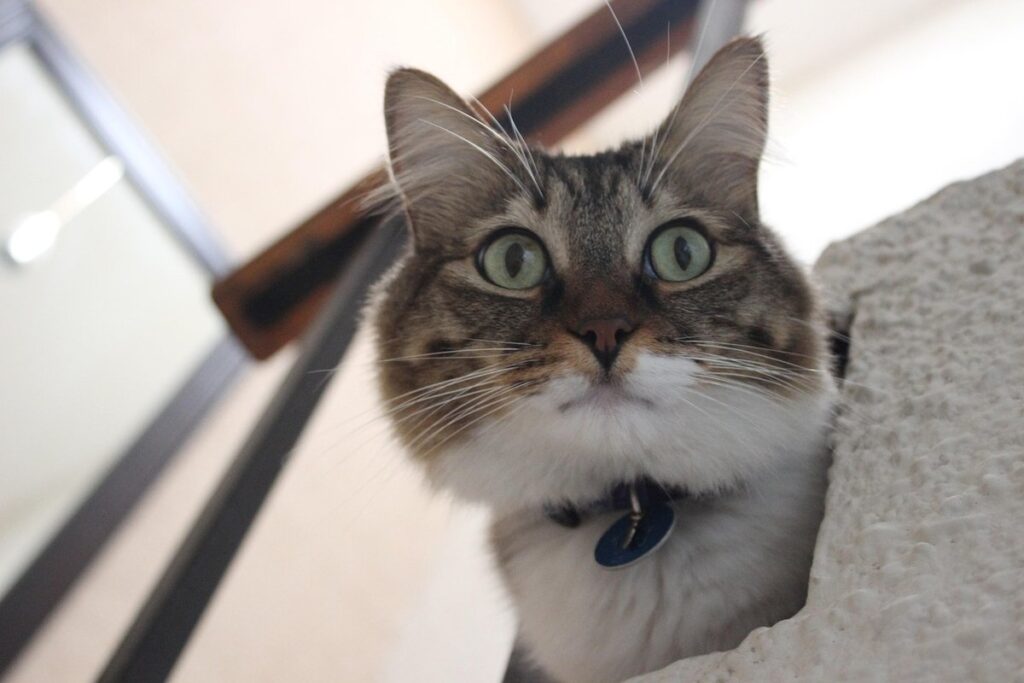 cat steps