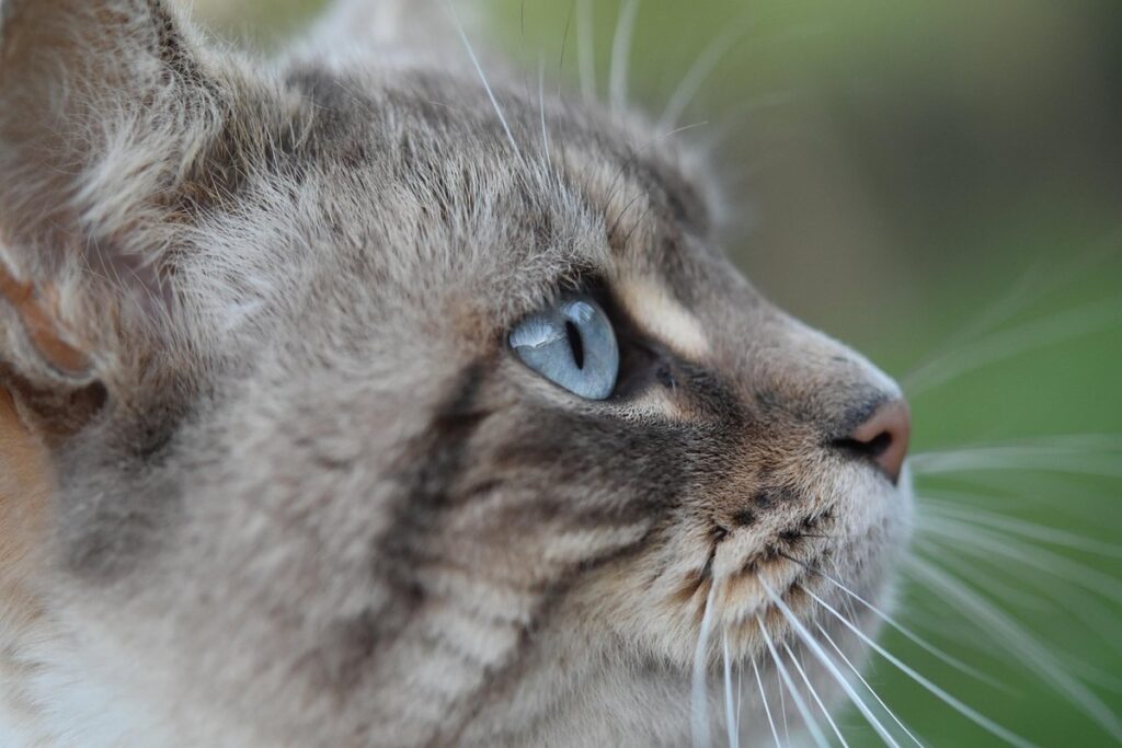 how to talk in cat