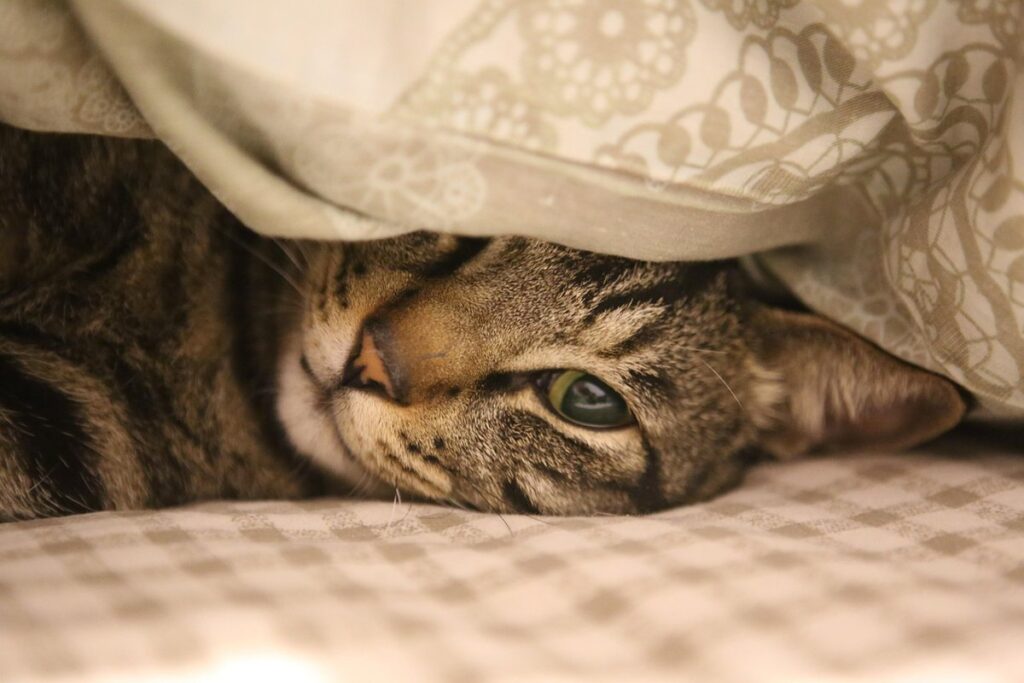 why do cats suck on blankets